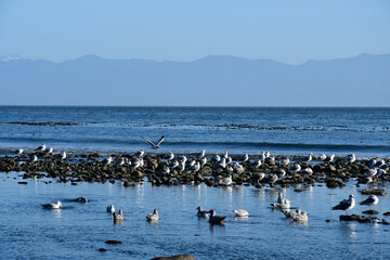 An image of a flock of white and grey sea gulls on the shore of the Pacific Ocean.