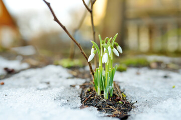Spring snowdrop flowers blossoming outdoors.