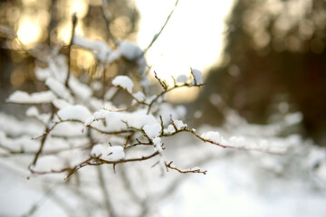 Beautiful view of snow covered forest. Rime ice and hoar frost covering trees. Scenic winter landscape near Vilnius, Lithuania.