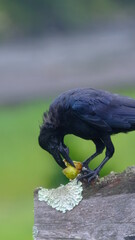 Obraz premium カラス