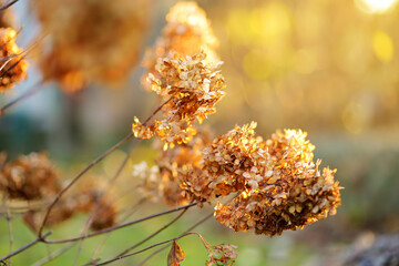 Floral background of dried hydrangea. Seasonal concept.