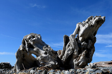 An image of a very large piece of drift wood washed up on the shoreline of the Pacific Ocean. 
