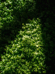 Close up green moss in the sunlight, selective focused. The green of nature.