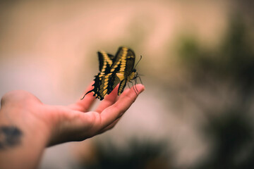 mariposa en mano 