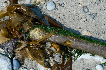 An image of a large piece of bulb kelp washed up on a sandy beach near the Pacific Ocean. 