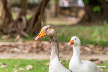 mallards outdoors in a square in Rio de Janeiro.