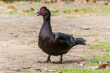 black duck outdoors in a square in Rio de Janeiro.