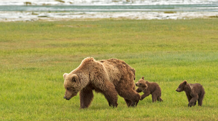 Brown bear cub nipping at mother's feet