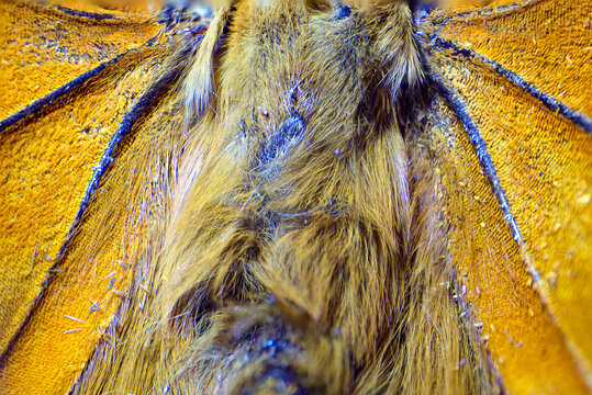 textura mariposa