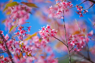 Beautiful Pink Cherry Blossom on nature background, Sakura flower blooming