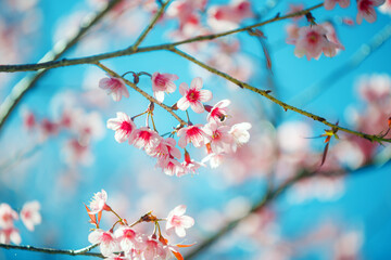 Beautiful Pink Cherry Blossom on nature background, Sakura flower blooming