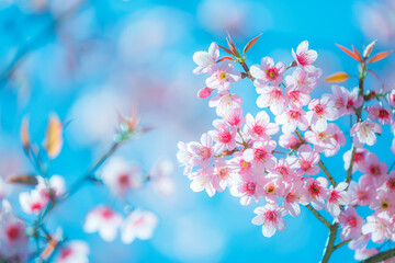 Plakat Beautiful Pink Cherry Blossom on nature background, Sakura flower blooming