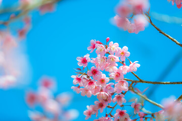 Beautiful Pink Cherry Blossom on nature background, Sakura flower blooming