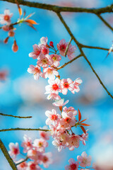 Beautiful Pink Cherry Blossom on nature background, Sakura flower blooming