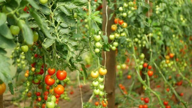 Tomato berry greenhouse bio branch ripe harvest tomatoes cherry vine crop vegetable red harvesting plant grow foil field Solanum lycopersicum farm farming brushwood modern growth garden organic