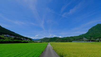 Fototapeta premium 田んぼ