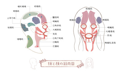 頭の筋肉・顔の筋肉・頭と顔の筋肉イラスト_02