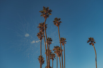 palm trees on the beach of Santa Barbara