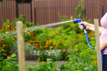 Defocus watering the vegetable garden. Woman is watering sown vegetable seeds in the field....