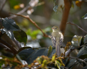 Mountain Elaenia, Elaenia Frantzii perched. Elaenia de montaña entre ramas. Villa de leyva, Colombia.