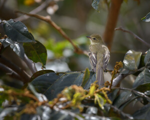 Mountain Elaenia, Elaenia Frantzii perched. Elaenia de montaña entre ramas. Villa de leyva, Colombia.