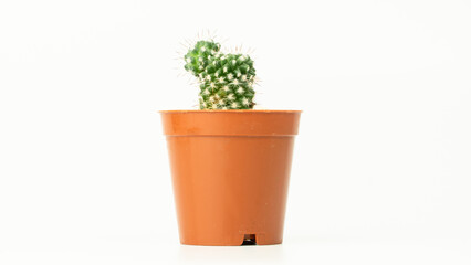 Succulent cactus plant isolated on white background. Cactus in flower pot