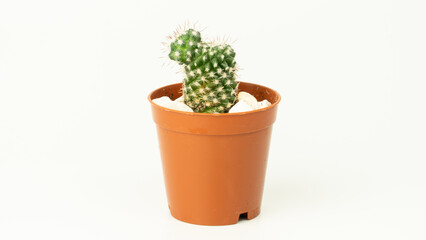 Fototapeta na wymiar Succulent cactus plant isolated on white background. Cactus in flower pot