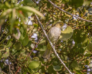 Golden faced Tyrannulet,  Zimmerius chrisops perched on a bush