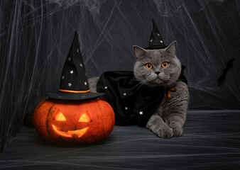Halloween pumpkin jack o lantern and cute british cat in a wizard costume on a dark background....
