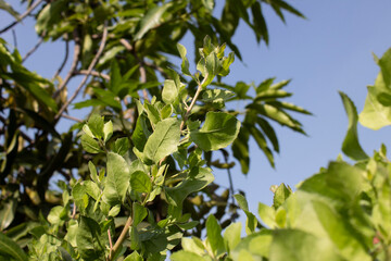 green leaves and sky