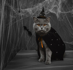 Halloween cat in a wizard or witch costume on a dark gray background. British cat in a black witch hat and mantle with stars, spiders and cobwebs. Halloween pets. Copy space.