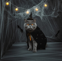 Halloween cat. British cat in a witch costume on a dark background with glowing garlands. Halloween...