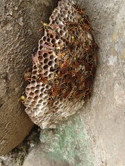 close up of a nest