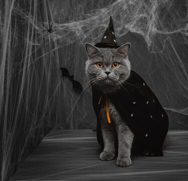 Halloween Cat In A Wizard Or Witch Costume On A Dark Gray Background. British Cat In A Black Witch Hat And Mantle With Stars, Spiders And Cobwebs. Halloween Pets. Copy Space.