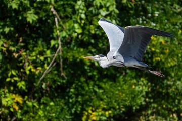 グリーンバックに悠然と飛ぶアオサギ