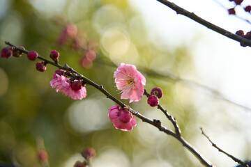 Plum blossom