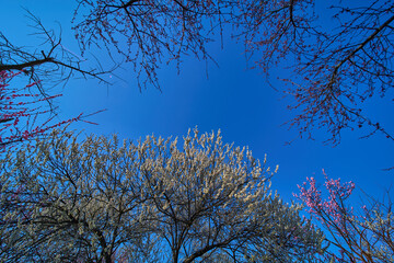 tree branches against blue sky