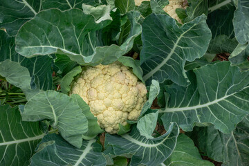 Fresh organic cauliflower
