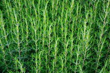 Organic Fresh dill for balanced diet. Spices from the Andes in natural growing, for delicious food and cooking