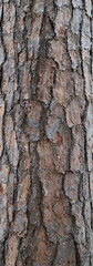 Fototapeta premium texture of tree bark, background photo, grain pattern, copy space