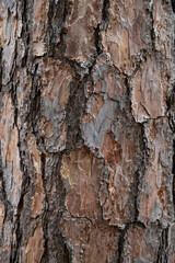 texture of tree bark, background photo, grain pattern, copy space