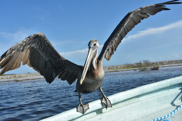 pelikan na burcie łodzi