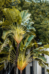 Obraz premium a bela planta para paisagismo chamada de árvore-do-viajante de apelido bananeira em leque