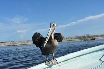 Pelikan na burcie łodzi