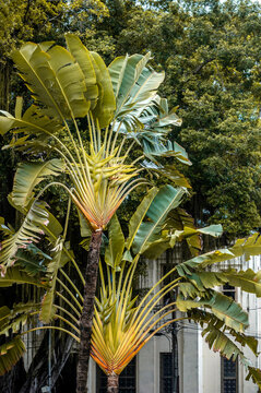 a bela planta para paisagismo chamada de &aacute;rvore-do-viajante de apelido bananeira em leque