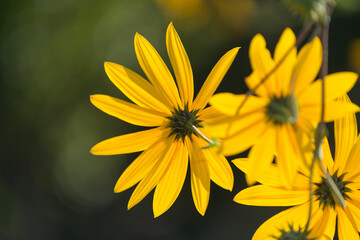 Obraz premium yellow flowers close up in a garden