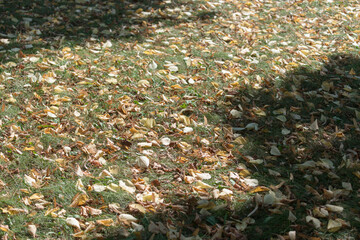 Obraz na płótnie Canvas autumn leaves on grass