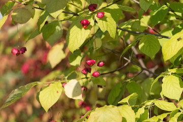 spindle tree berries (Euonymus europaeus) and leaves