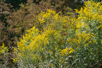 flowering plants at the edge of the woods (goldenrod)