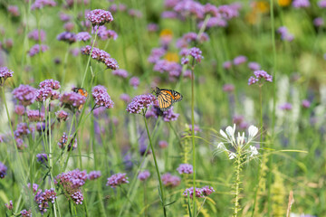 monarch butterfly on verbena